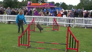 2024 06 15 DogFest Agility AM