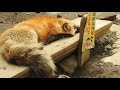 ความน่ารักของหมาจิ้งจอกในหมู่บ้านสุนัขจิ้งจอกซาโอะ zao fox village จังหวัด miyagi