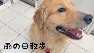 お気楽な母とゴールデンレトリバーの末路…【雨の日散歩】