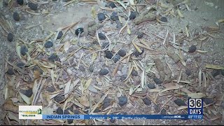 Stray cats turn Las Vegas man's garden into personal litter box