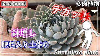 402{多肉植物} デカくなったエケベリア❣️鉢増し植え替え🔶肥料入り土作り🥣【多肉と肥料】【デカベリア】【大きく育てたい】【多肉事】【ba多肉】【Succulent】