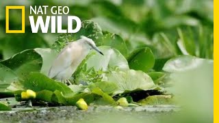 Herons Are Calculated Hunters | Wild Russia