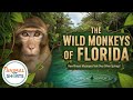 The Wild Monkeys of Florida: How Rhesus Macaques Took Over Silver Springs!