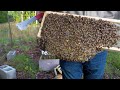 Building a Bee Business [Vlog #15]