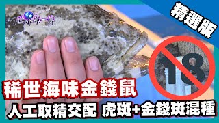 【印尼】石斑界超強混種 稀世海味金錢鼠（超大種魚池 人工取精）｜《世界第一等》839集精華版