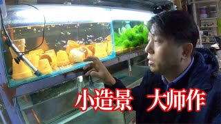 【亮哥養魚】中國魚協總教頭亮哥超詳細教你如何養好紅箭，火炬魚和造景（下）