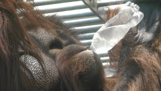 オランウータン、ペットボトルで水を飲む　Orang Utan drinking water in a plastic bottle