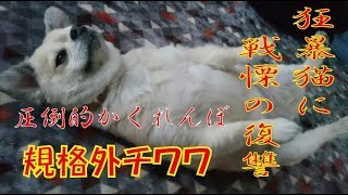 【規格外チワワ】狂暴猫に復讐するべく圧倒的かくれんぼの巻