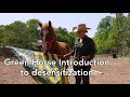 Green horse groundwork - Introduction to desensitization and obstacles: Tarp, poles and flag