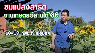 ชมแปลงสาธิต!!  เตรียมพร้อมงานเกษตรอีสานใต้ ม.อุบลฯ 10-19 ก.พ.66