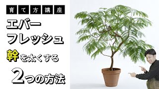 【育て方】インテリアに大人気!!エバーフレッシュを元気に育てる、幹を大きくするたった2つの方法