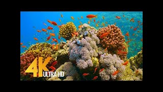 Under Red Sea 4K   Incredible Underwater World   Relaxation Video with Original Sound NO LOOP