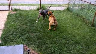 Pitbull vs Boerboel in 2k