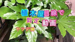 ヤツデの剪定を植木屋目線で撮影