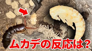 【閲覧注意】巨大ムカデの目の前にサナギを落としてみた