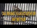 CARA MERAWAT KERAKBASI ALIS HITAM DARI OMBYOKAN !!