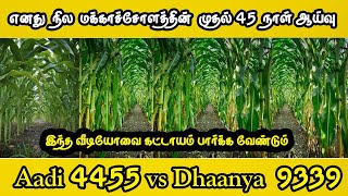 எனது  நில  மக்காச்சோளத்தின்  முதல் 45  நாள் ஆய்வு | Aadi 4455 vs Dhaanya  9339 | Maize Cultivation