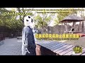 eng sub 210210 yan xujia’s zoo vlog s01 e01 only for davis yan 💛