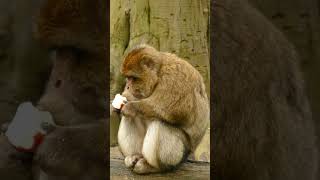 monkey death# monkey#death# viral# video