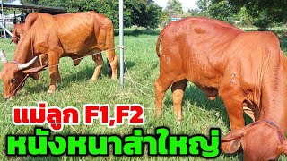 ขายวัวยกคอก!! เฟรมใหญ่แม่ลูก F1,F2 หนังหนาส่าใหญ่ พร้อมวัวสาวแดงปอดๆ ลูก SK520 และ CY096