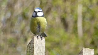 Blue Tit  蓝雀