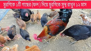 মুরগিকে ১টি গাছের (ফল ) দিয়ে মুরগিকে সুস্থ রাখুন ১২ মাস। দেশি মুরগিকে ১টি গাছের (ফল ) দিয়ে মুরগিকে