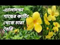 Grow Allamanda Flower Plant From Cuttings At Home 2022