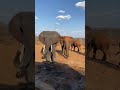 Bull elephants patiently wait for water