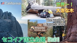 Sequoia National Park [Part1] 世界一大きな木 ! セコイア国立公園