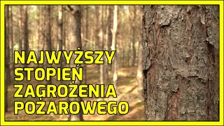 Głogów: Ekstremalne zagrożenie pożarami w lasach