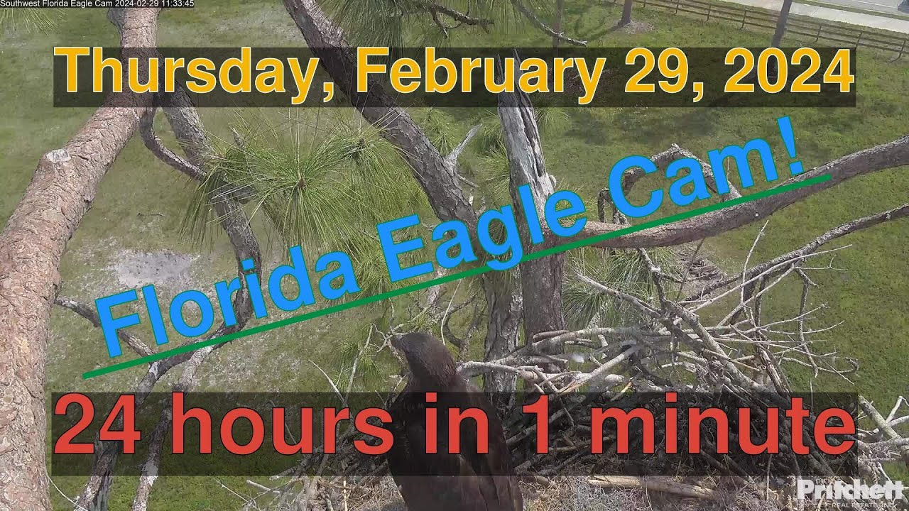 Bald Eagle Daily Timelapse [02-29-2024] Southwest Florida Eagle Cam # ...