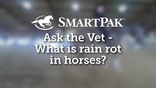 Ask the Vet - What is rain rot in horses?