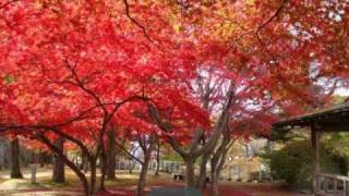 紅葉真っ盛りの盛岡城跡公園