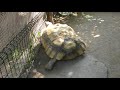 ケヅメリクガメ　長野県内最古の動物園小諸市動物園　小諸城址懐古園へ行って来ました　00254