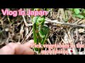 Ep_ 013: Pick vegetables in the mountains a Japan.