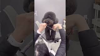 MINIATURE BLACK COAT POODLE GROOMING 🐩 🐾🐶🙉#dog #cutedog #puppy #care #adorabledog