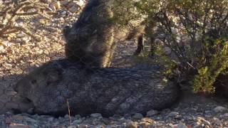 Javelinas (Peccary) Nuzzling and Sniffing Scent Gland - Arizona Sonora Desert Museum, Tucson AZ