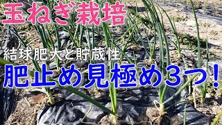 玉ねぎ３月の肥止めを見極める３つのポイントがこれ！