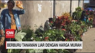 Berburu Tanaman Liar Dengan Harga Murah