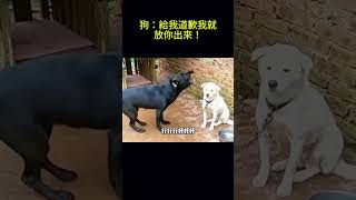 搞笑动物系列第83集 狗：给我道歉我就放你出来！ #搞笑 #cat #科普 #搞笑 #科普 #funny #pets #animals #萌宠 #萌宠 #cute #萌寵 #萌寵 #貓咪 #貓咪