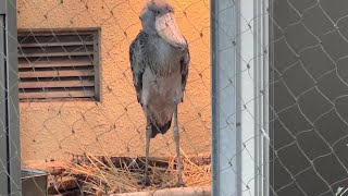 アサンテさんのようすです【2023年8月12日】【上野動物園】ハシビロコウ