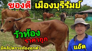 ของดีเมืองบุรีรัมย์ วัวท้อง ราคาถูก มีคลิปวีดีโอตรวจทุกตัว ส่งฟรี 150 กม.แรก