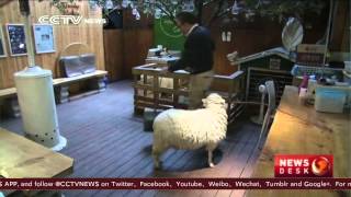 Lunar New Year celebration: People flock to S. Korea sheep cafe