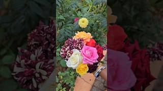 Roses harvesting in my garden అందమైన గులాబీలు #roses #flowers #mygarden #gardening #shortvideo