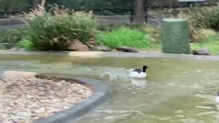 Duck, duck, GO: Meet Our Common Merganser, Fabio!