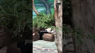 241205 躲後面吃筍筍 有叔叔姨姨發現嗎🫣🫣#貓熊 #panda#판다 #cute #パンダ #giantpanda #funny #大熊猫 #zoo #animals #bao