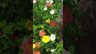 Table Roses in Terrace Garden #shorts #gardening  #poovae #trending #nspassion