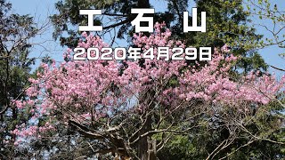 アケボノツツジが見頃だった工石山　2020年4月29日（高知県）