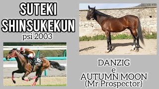 STALLION 2024: SUTEKI SHINSUKEKUN funzionerà a Bortigali - Stazione di Monta di Fabio Manconi