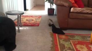 Hilarious Taz ferret stealing running shorts